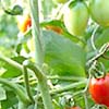 Tomato Cherry Roma